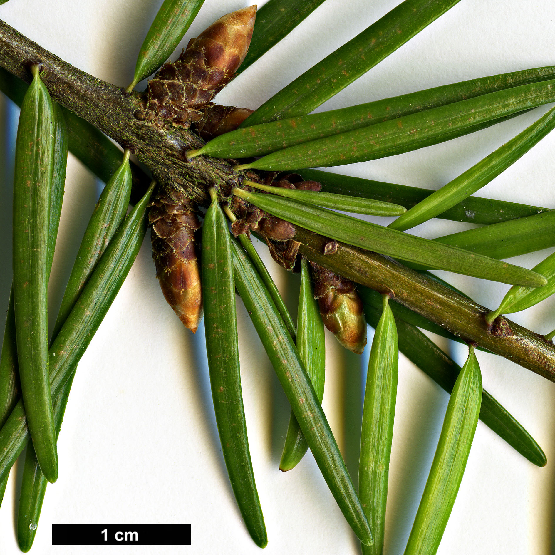 High resolution image: Family: Pinaceae - Genus: Pseudotsuga - Taxon: sinensis - SpeciesSub: var. wilsoniana